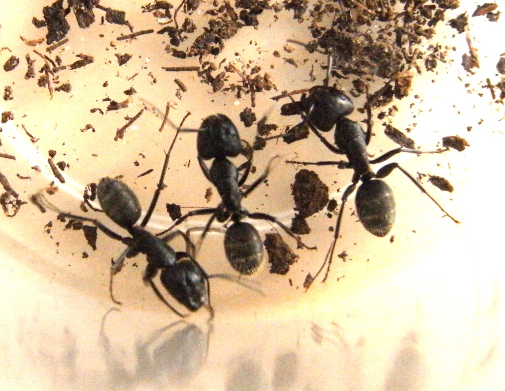 Camponotus (vagus)?